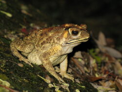 Catastrofa ecologica: O broasca ameninta paradisul din Madagascar