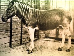 Quagga – animalul disparut de mai bine de un secol, ar putea fi vazut din nou umbland pe vastele campii din Africa de Sud