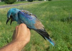 Asociatia Milvus a lansat, in premiera nationala, linia verde pentru animale