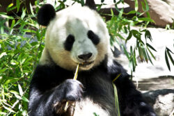 panda-bear
