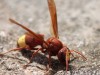 Oriental-Hornet.jpg
