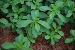 Stevia, un indulcitor natural