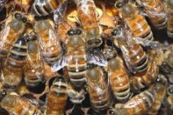 Franta interzice pesticidul Cruiser OSR