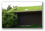 Casa cu acoperis verde in Michigan mic