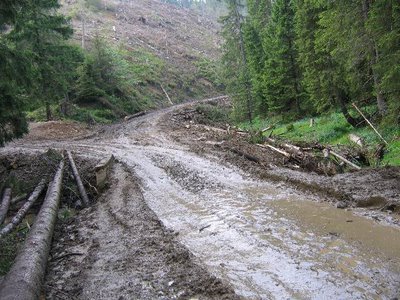 Defrisari masive in Piatra Craiului
