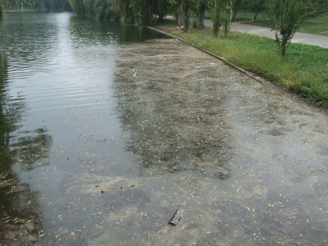 Poluare Herastrau Bucuresti