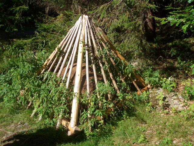 Protectie musuroi de furnici