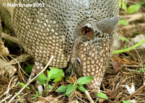 Armadillo gigant