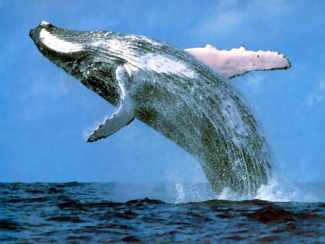 Balena albastra