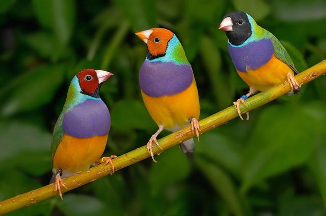 Cinteza Gouldian