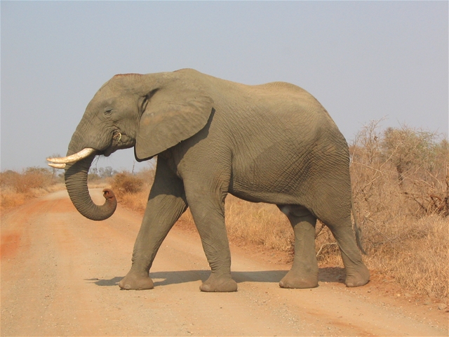 Elefantul african