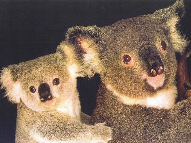 Koala