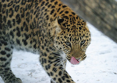 Leopard Amur