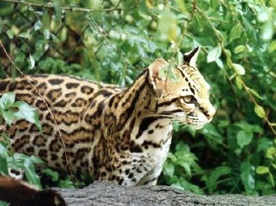 Leopardul de texas