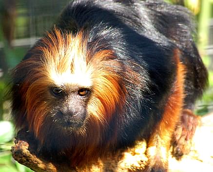 Leul de aur Tamarin