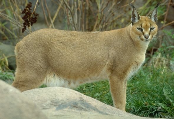 Lynx