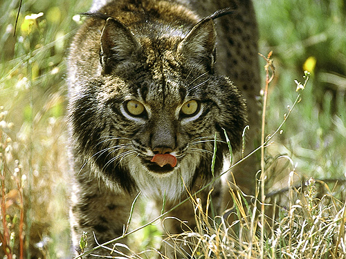 Lynx iberic