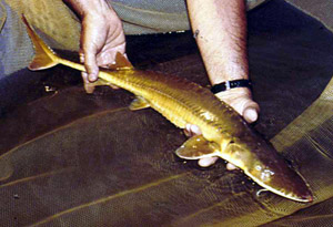 Nisetrul de Alabama