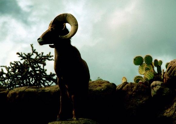 Oaia Bighorn (cu coarne mari)