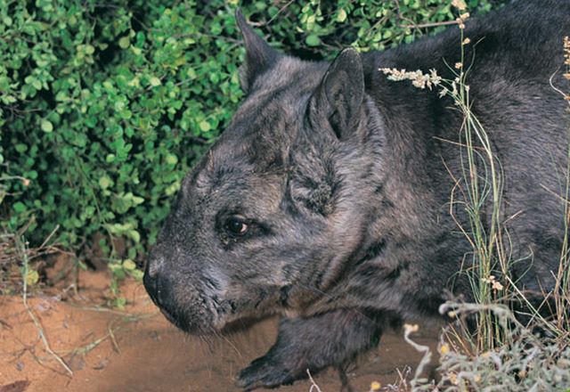 Ursul marsupial