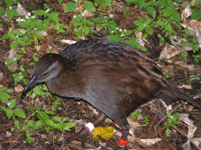 Weka