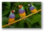 Cinteza Gouldian