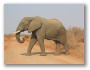 Elefantul african