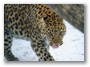 Leopard Amur