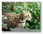 Leopardul de texas