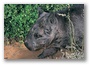 Ursul marsupial
