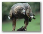 Vulturul plesuv