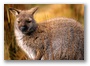 Wallaby