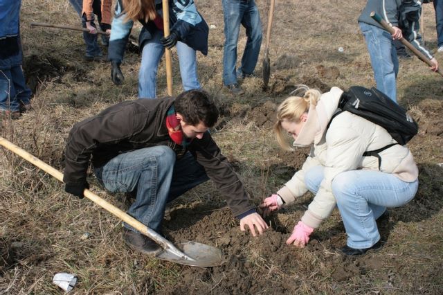 Puieti de salcam cu voluntari pe fundal