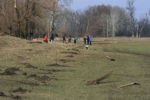 Voluntariat pentru plantare copaci