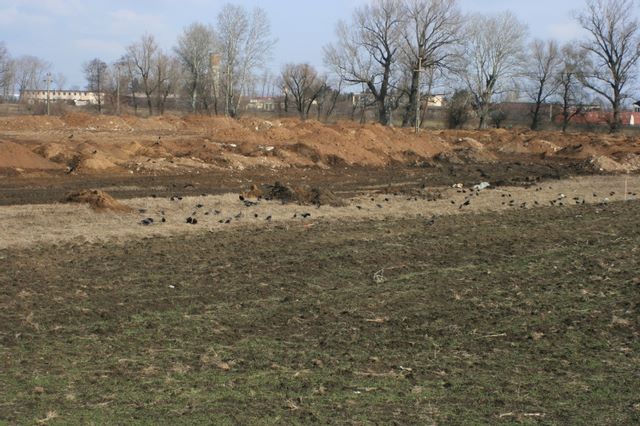 Teren Ciorogarla pentru plantare