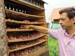 Trandafiri ecologici cultivati in Transilvania