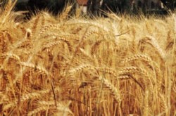 Comisia Europeana urmareste foarte atent prezenta graului modificat genetic neautorizat din Oregon