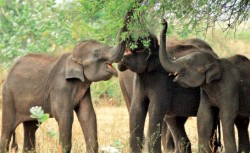 Puiul de elefant gigant care cantareste la nastere 143 kg ...