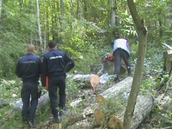 A taiat ilegal arbori din propria padure