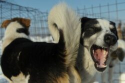 adoptii