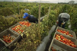 MADR: 7 mil euro alocate pentru imbunatatirea calitatii produselor agricole ecologice!