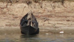 braconieri