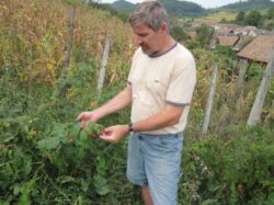 willy schuster