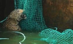 leopard