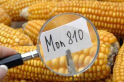 monsanto