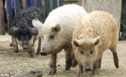 porci lanosi