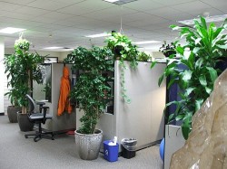 Green-Office