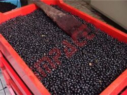 fructe de padure