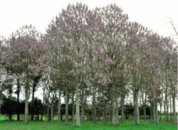 paulownia