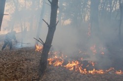 vegetatie-incendiu